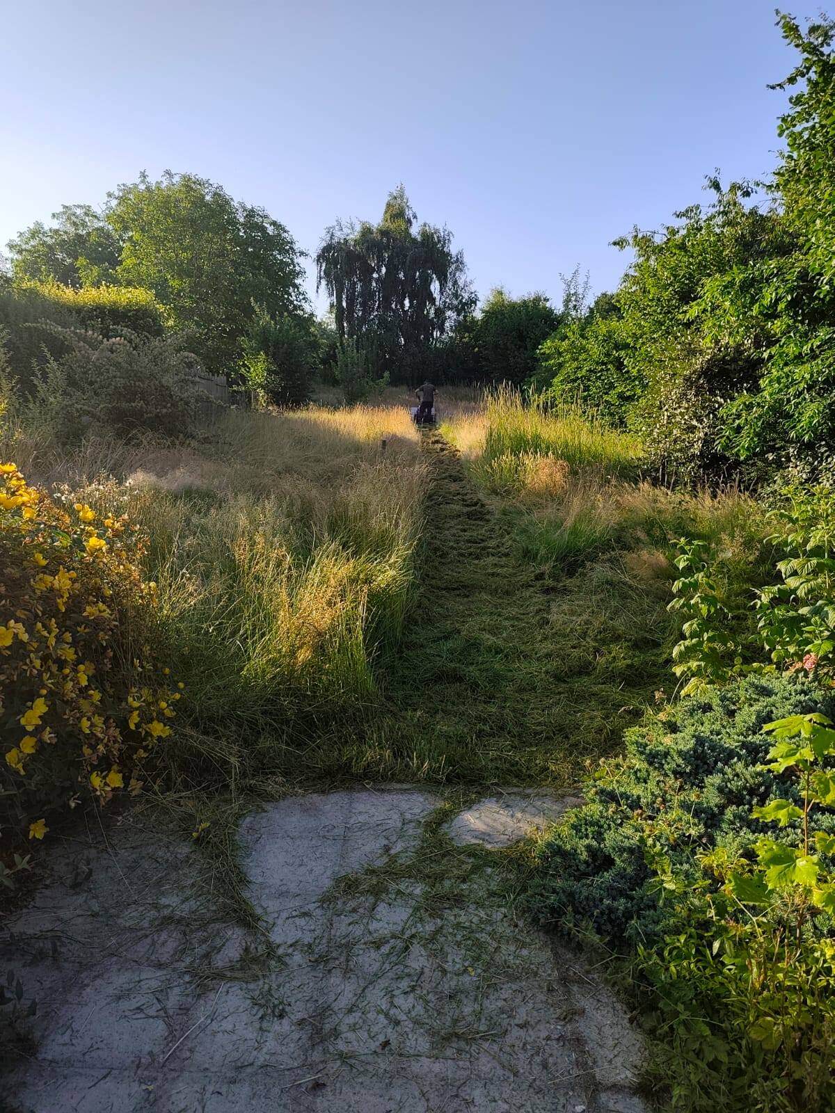 Jardin envahi par les hautes herbes avant nettoyage