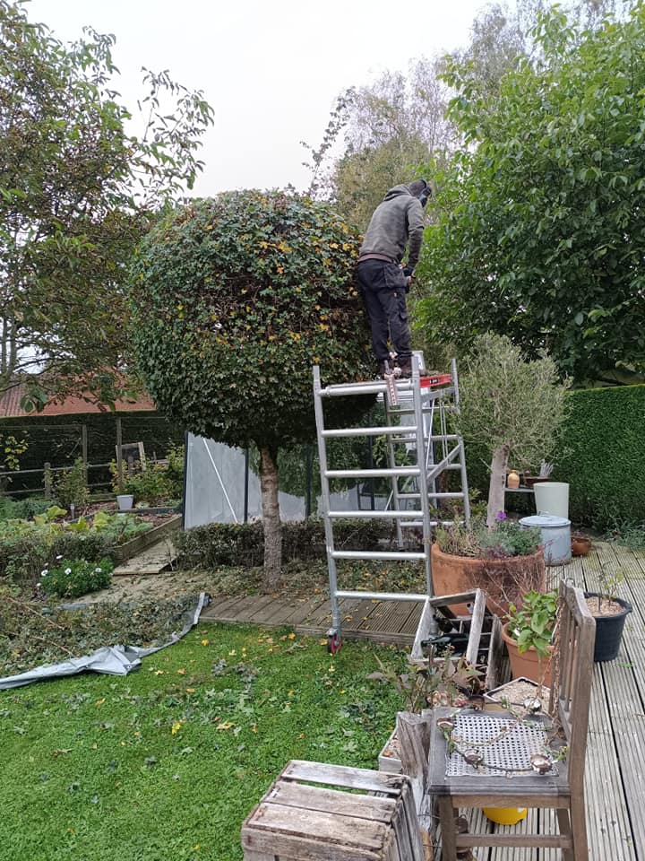 Taille d’un arbre depuis un échafaudage dans un jardin