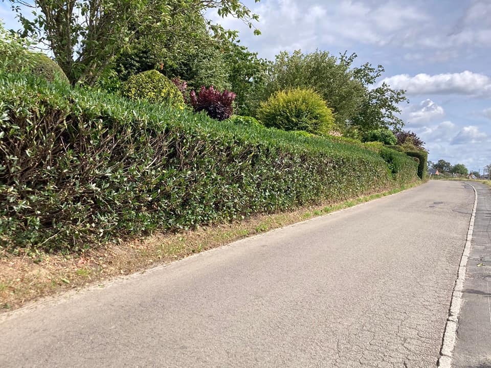Haie taillée au cordeau le long d’une route